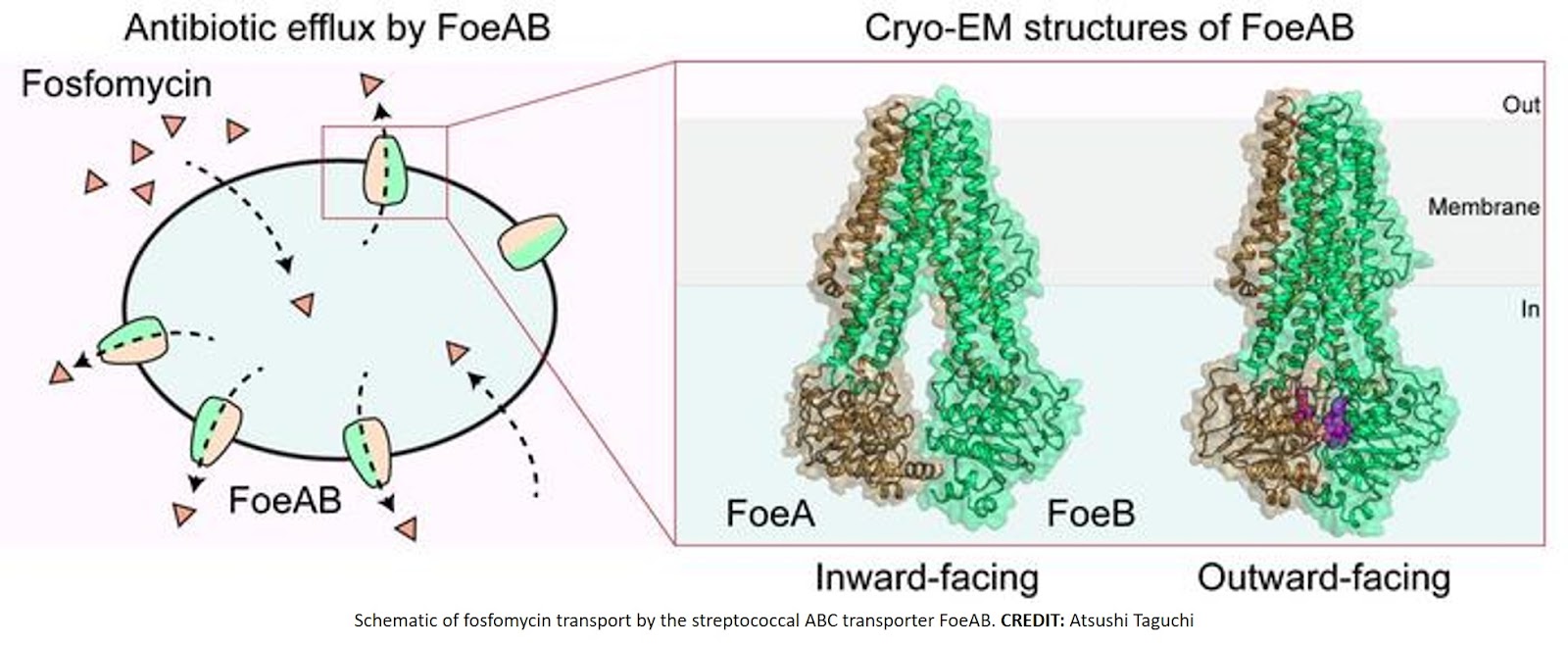 How bacteria pump an antibiotic out of their cells