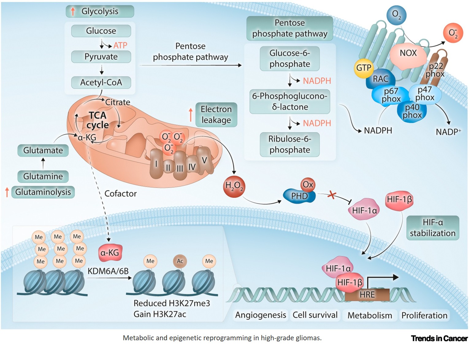 The redox paradox in HGGs: ROS as drivers and destroyers