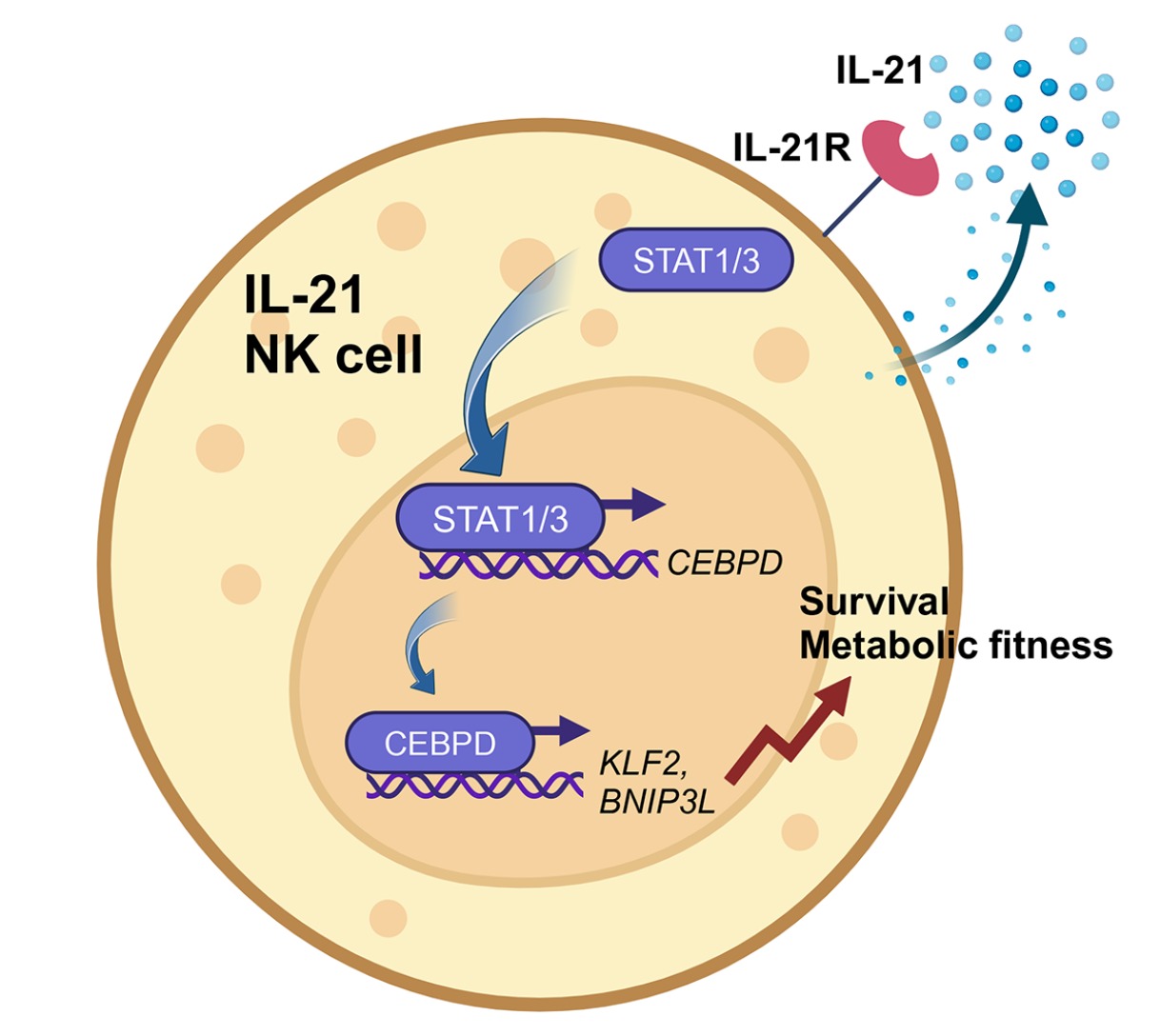 Head-to-head: IL-21 triumphs over IL-15 in NK cell therapy for glioblastoma