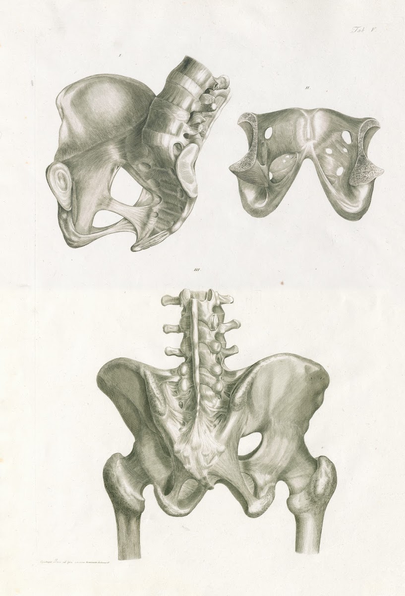 Floriani Caldani tabulae anatomicae ligamentorum corporis humani Pl05 1803