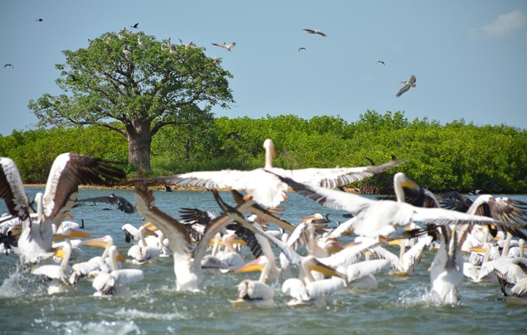Parc National du Delta du Saloum