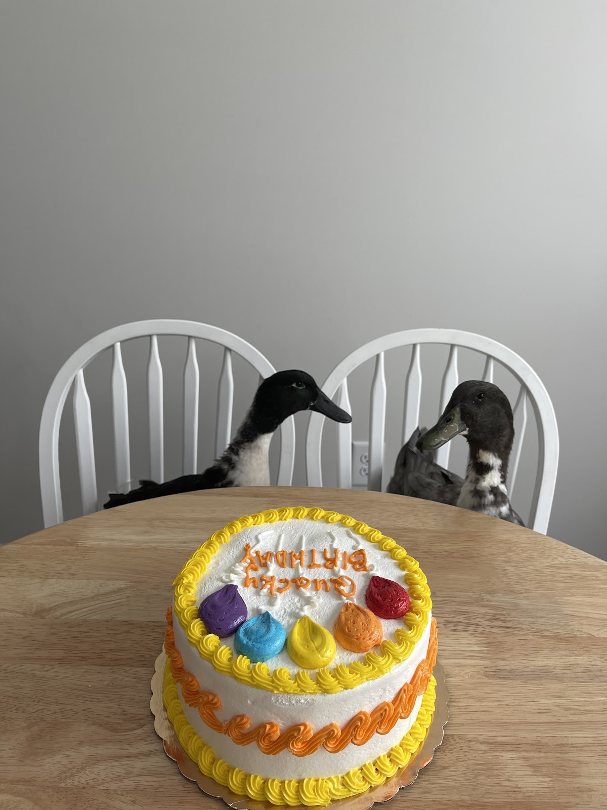 Black Swedish Duckling, Blue Swedish Duckling