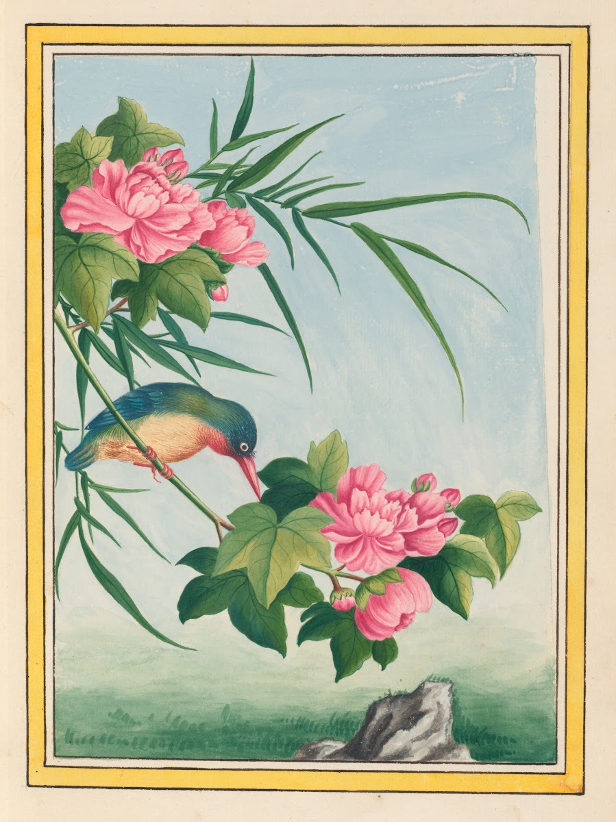 Plantes de Chine Pl016 1776