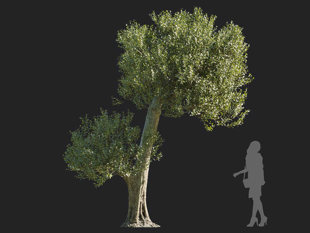 Maxtree - Plant Models Vol.113