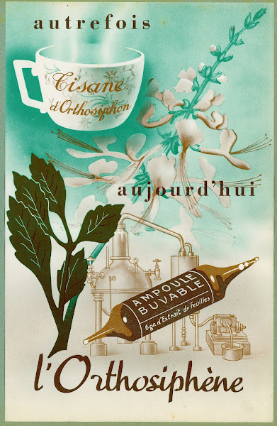 LOrthosiphène 1910 1950