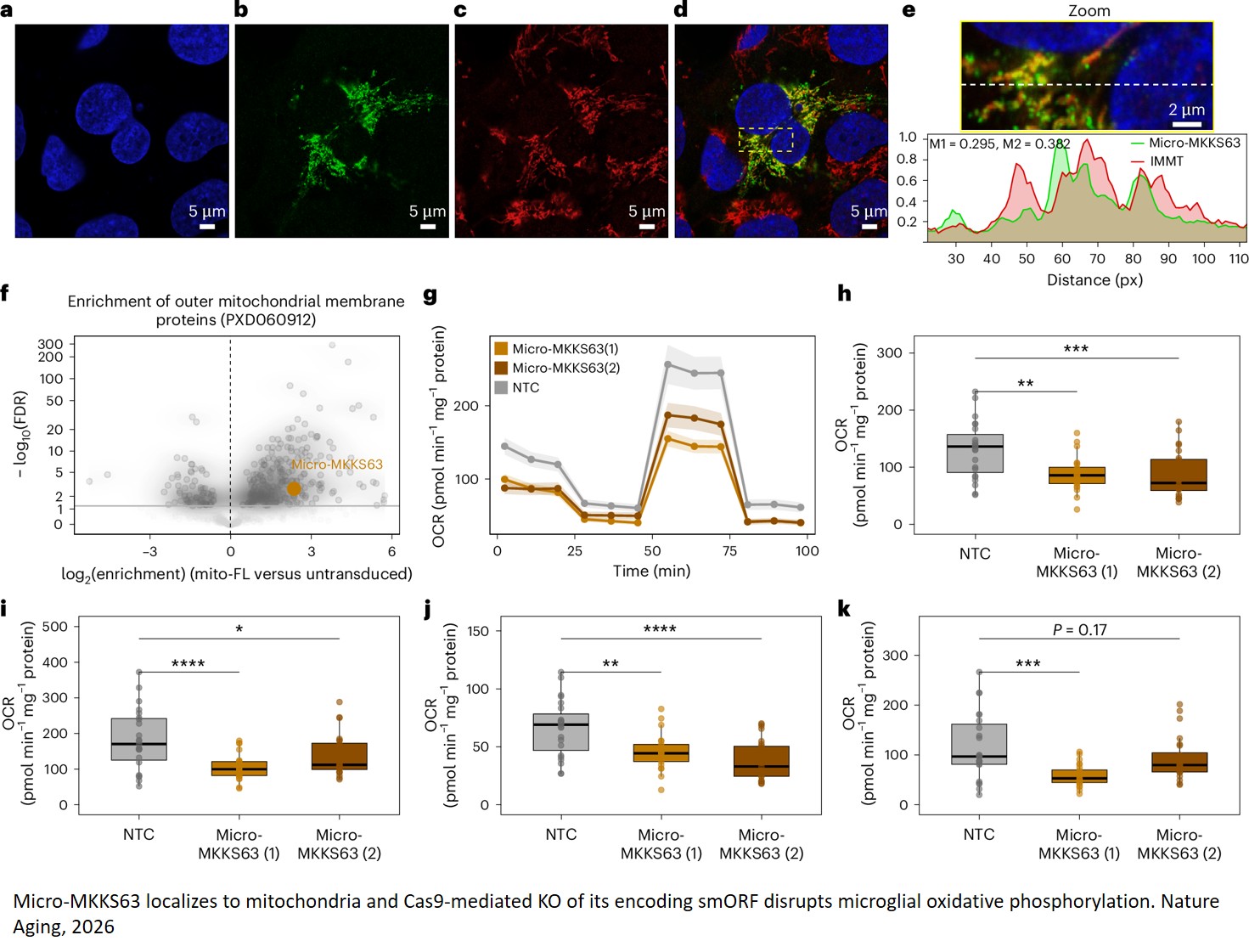 A microprotein atlas of the human frontal cortex in Alzheimer’s disease