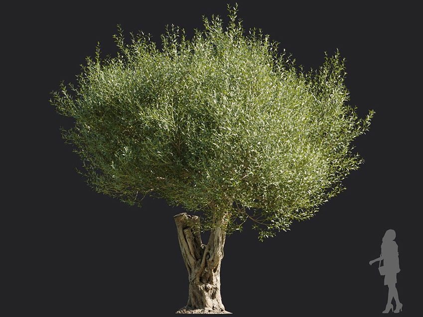 Maxtree - Plant Models Vol.113