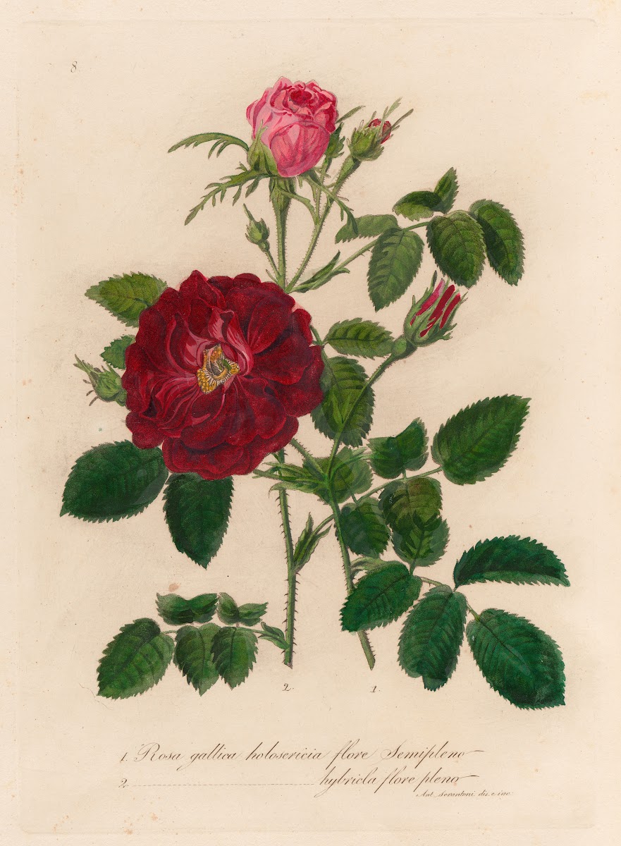 Rosa gallica holosericia flore Semipleno and 2 Rosa gallica holosericia hybricla