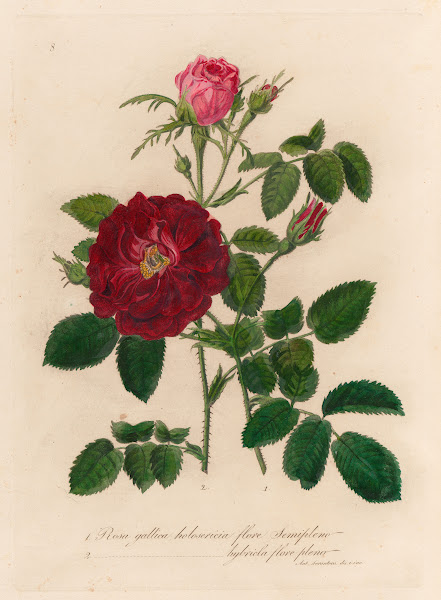 Rosa gallica holosericia flore Semipleno and 2 Rosa gallica holosericia hybricla