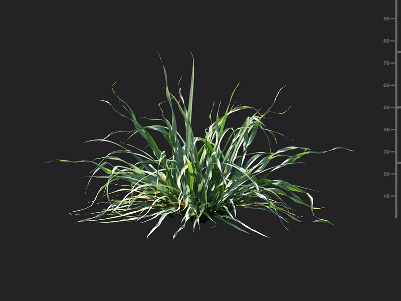 Maxtree - Plant Models Vol.115