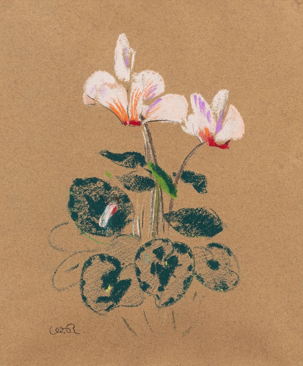 Cyclamen