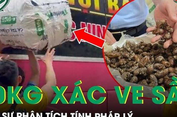 Tranh cãi vụ 80 kg xác ve sầu khô bị giữ ở Lạng Sơn: Luật sư phân tích tính pháp lý - Báo Sức Khỏe &amp; Đời Sống