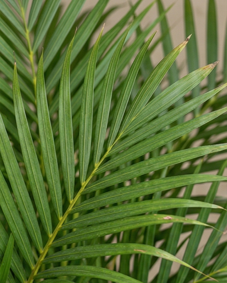 Areca Palm Indoor Plant — view 2