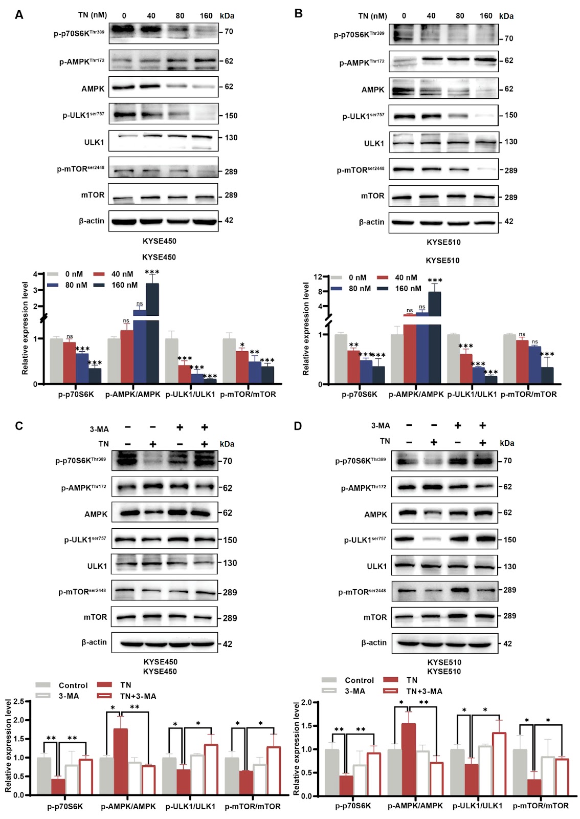 Triptonide facilitates autophagy-mediated apoptosis in esophageal squamous cell carcinoma by targeting the AMPK-mTOR-ULK1 axis