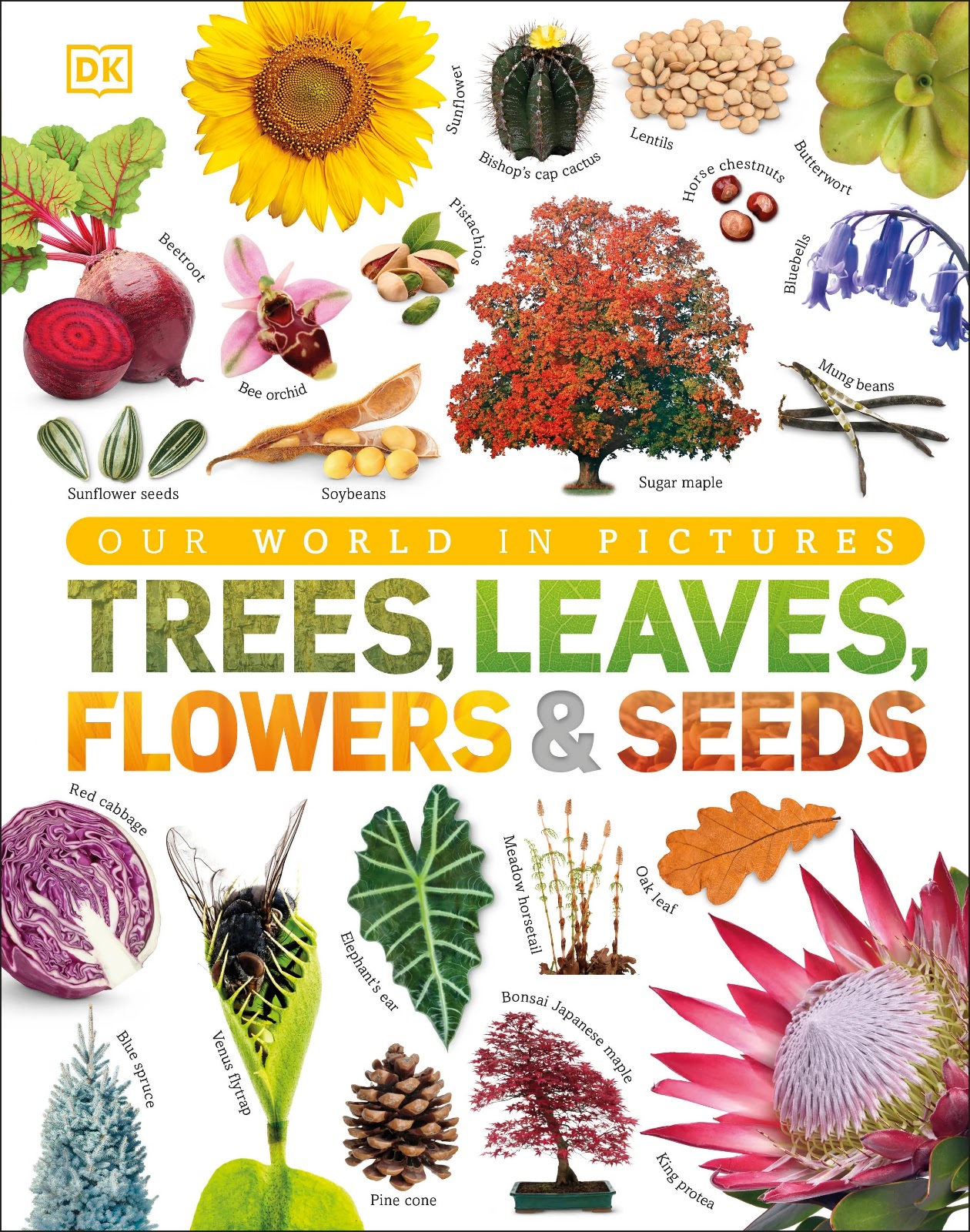 Our World in Pictures: Trees, Leaves, Flowers & Seeds