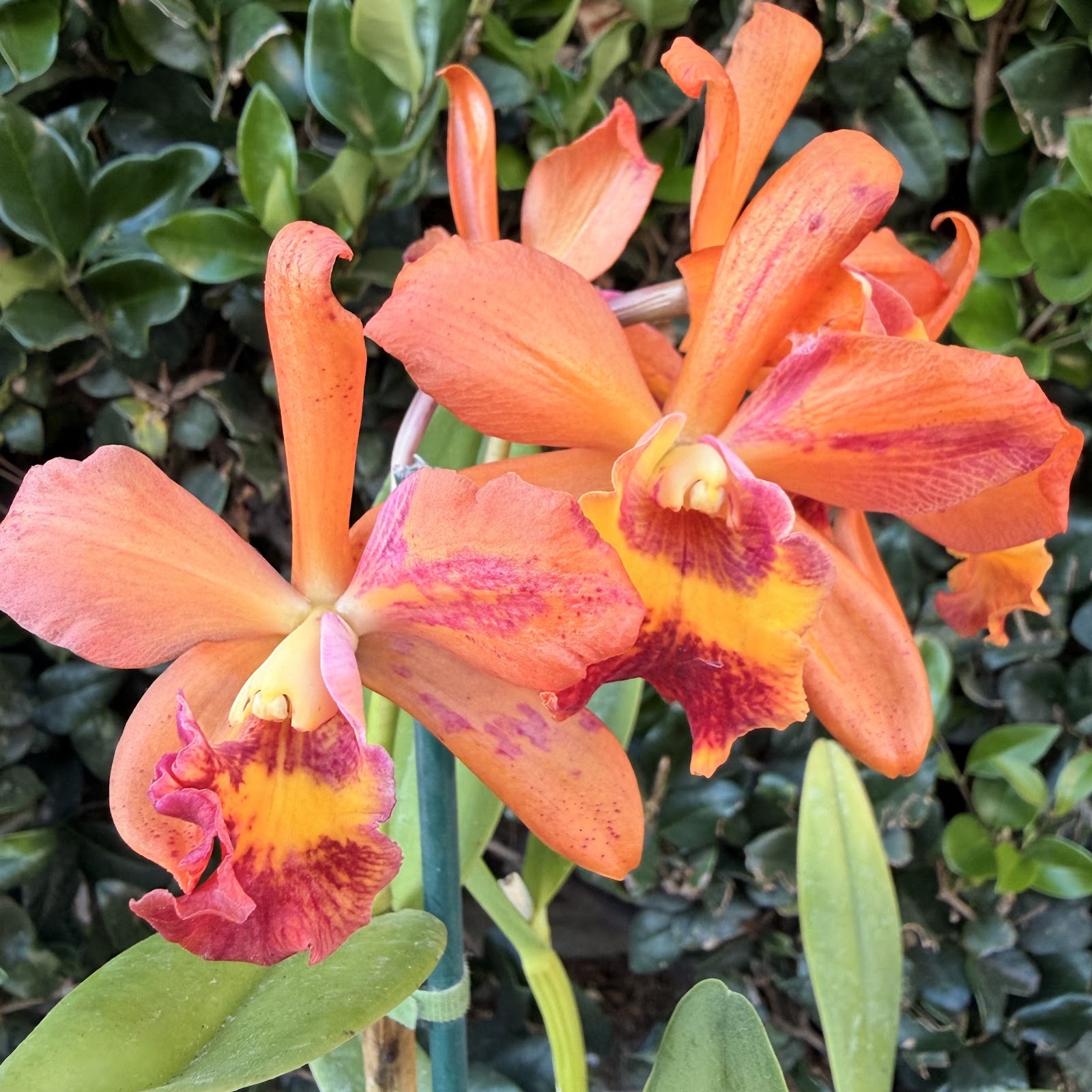 Blc. Waikiki Gold x (Pot. Burana Beauty x Lc. Aussie Beauty)