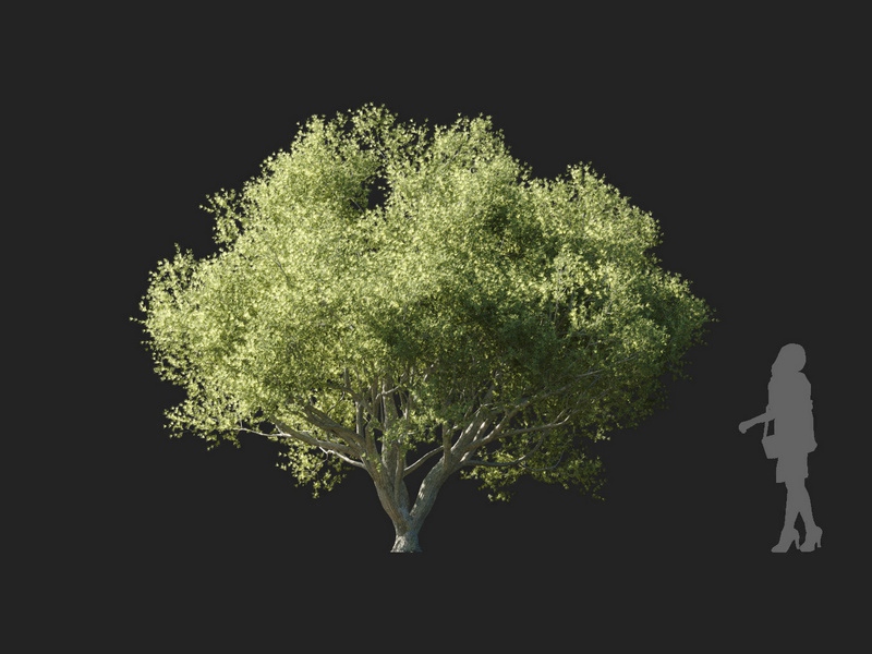 Maxtree - Plant Models Vol.127
