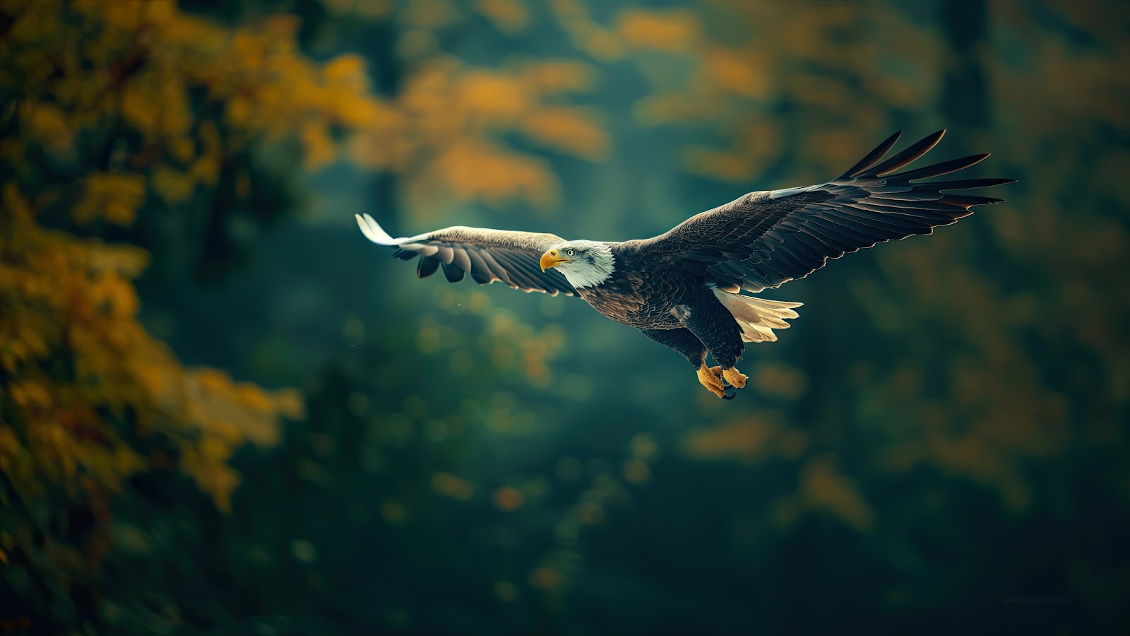 4K Eagle in Flight Nature Wallpaper
