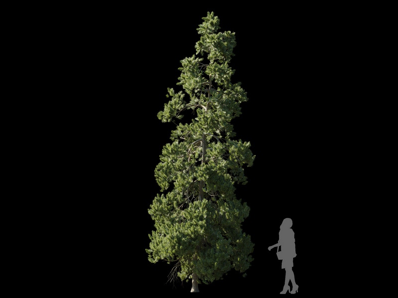 Maxtree - Plant Models Vol.120