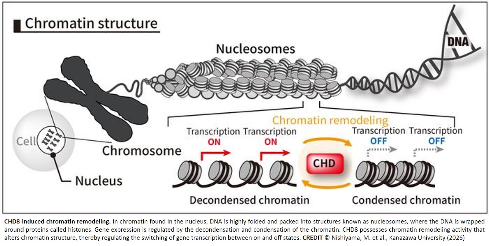 Defective ventral neurogenesis due to midfetal Chd8 mutation drives autistic-like behavior in mice