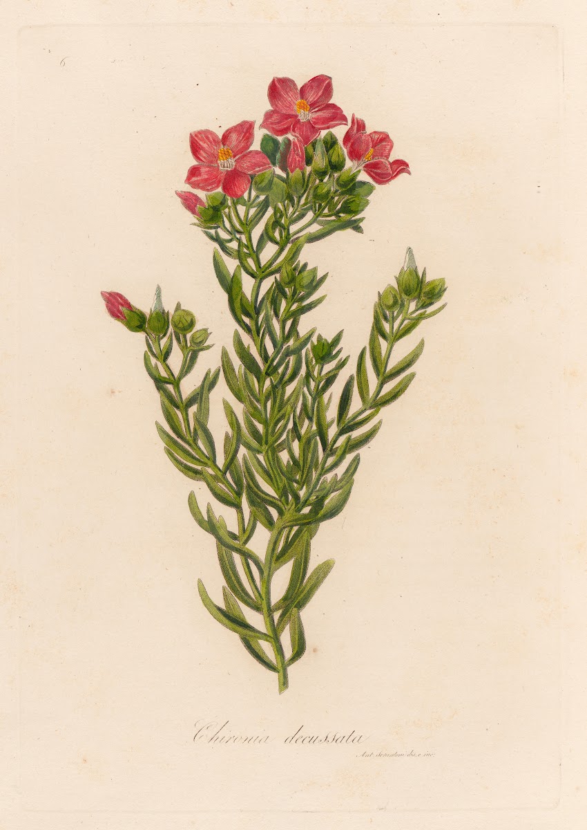 Chironia decussata 1818 1824