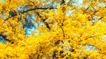 Fall, Sichuan, China, Ginkgo Biloba Leaves, Rooftops Full HD iPhone Wallpaper Background