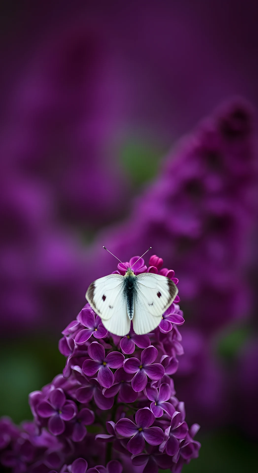 Soft Focus Macro Photograph of a White Butterfly on a Vibrant Purple Lilac Flower Cluster - Free 4K mobile Wallpaper