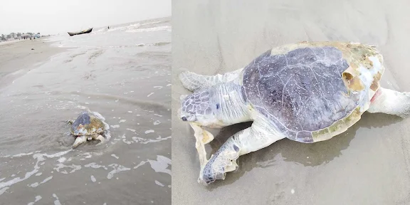 বিপন্ন ‘অলিভ রিডলি’র নিথর দেহ সৈকতে: কুয়াকাটা উপকূলে কেন বাড়ছে সামুদ্রিক কচ্ছপের মৃত্যু?