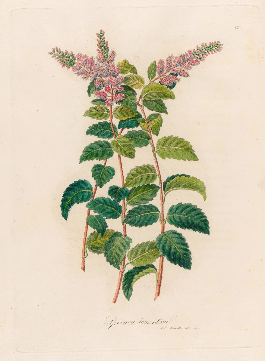 Spiraca tomentosa 1818 1824