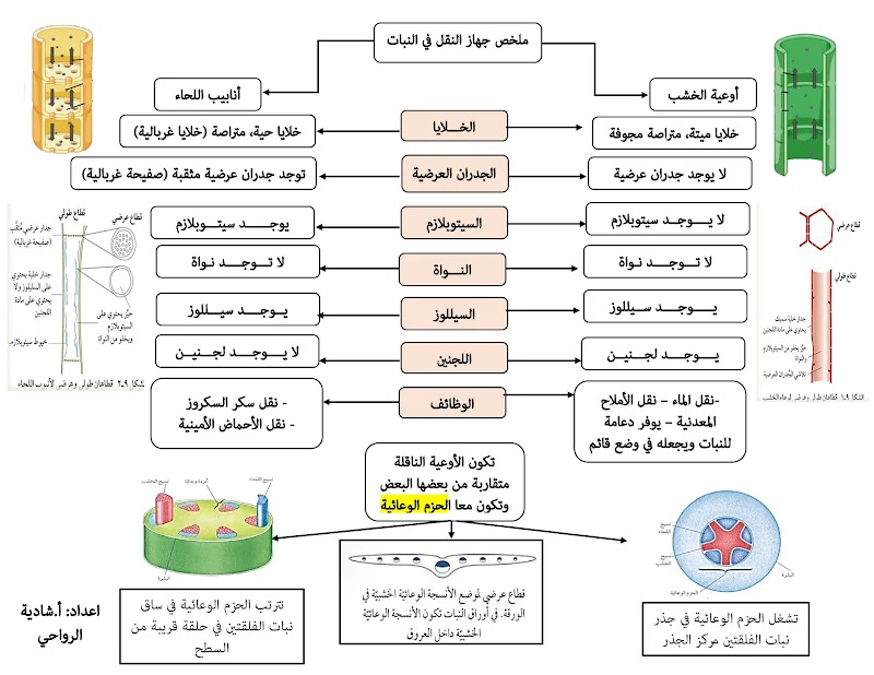 صورة الغلاف