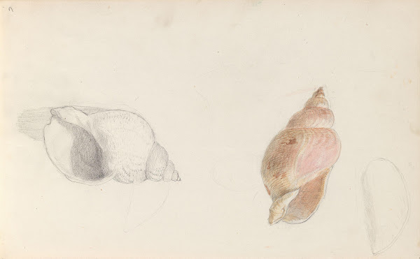 Studies of conch 1856 or 1857