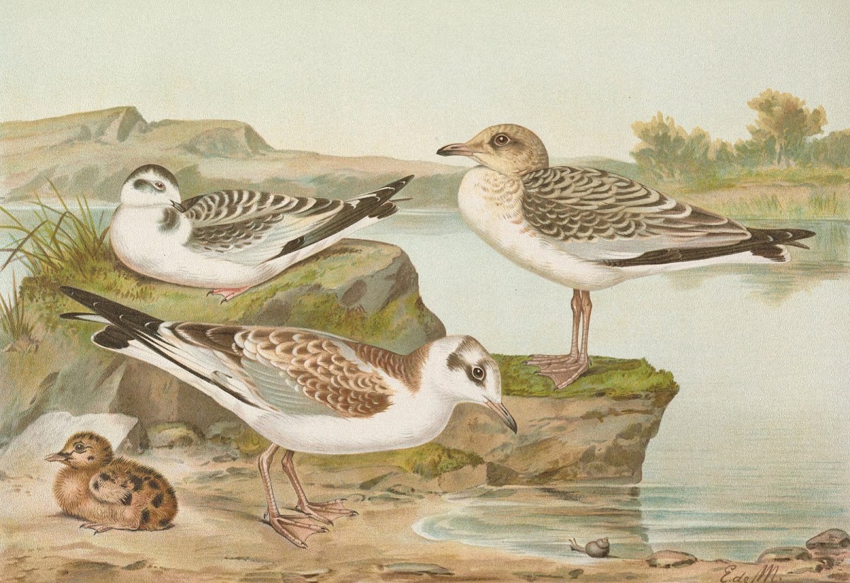 Larus minutus Pall Larus ridibundusLarus melanocephalus