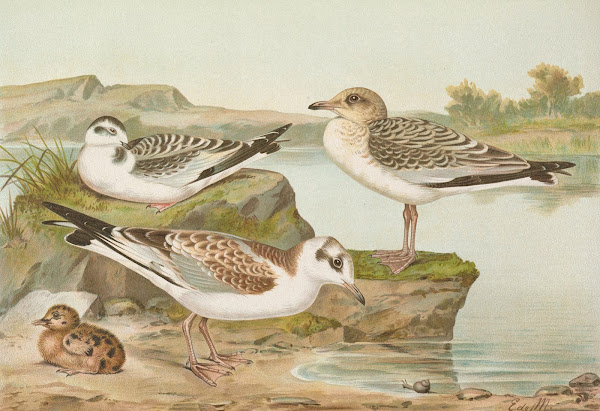 Larus minutus Pall Larus ridibundusLarus melanocephalus