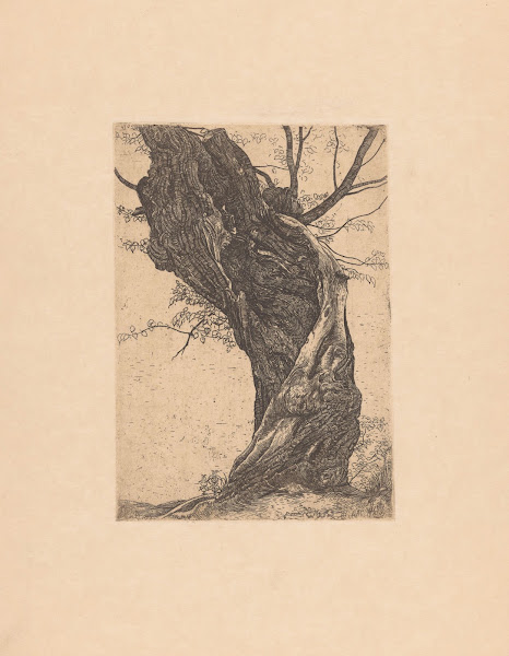 Wilg 1896