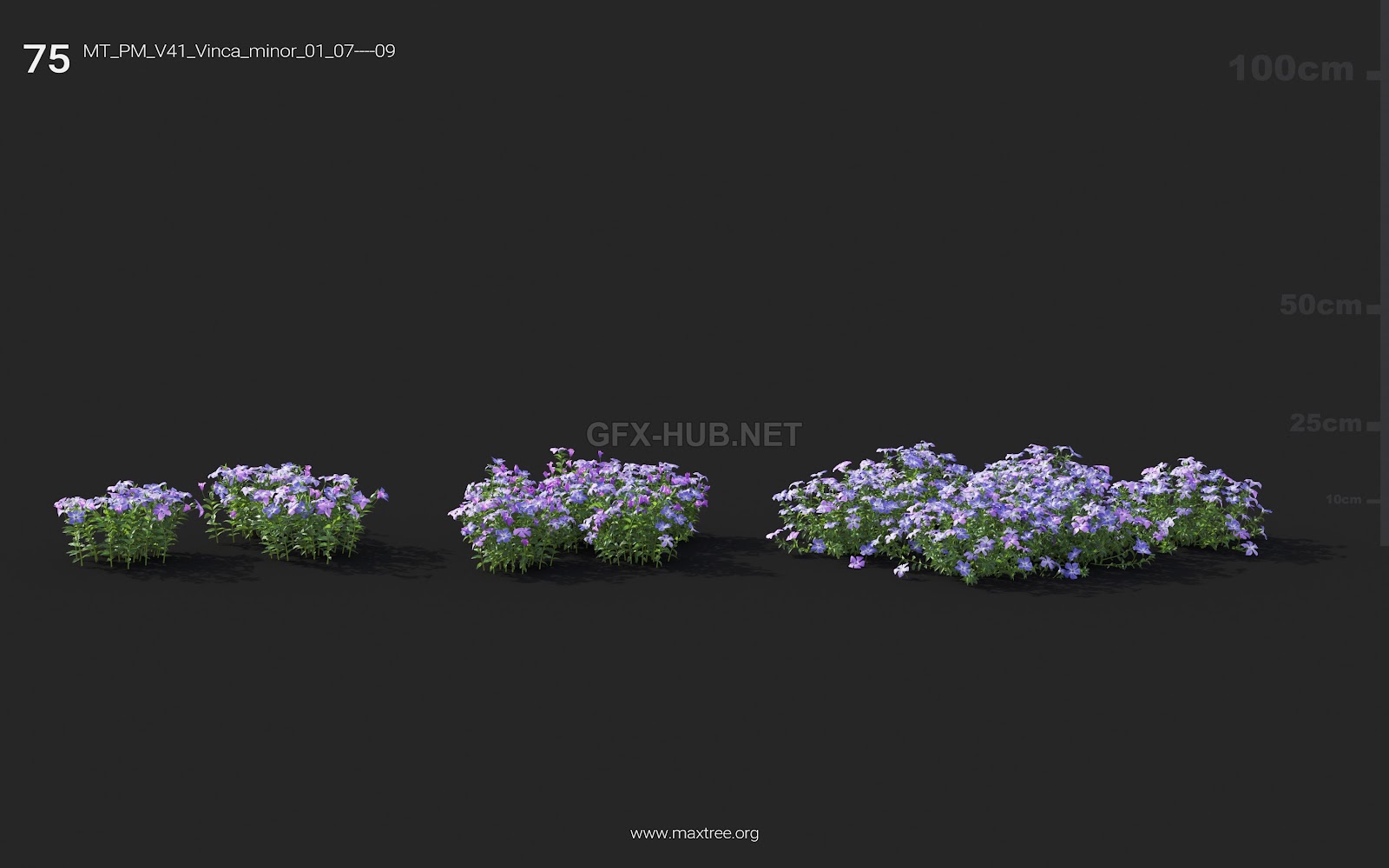 Maxtree - Plant Models Vol.41