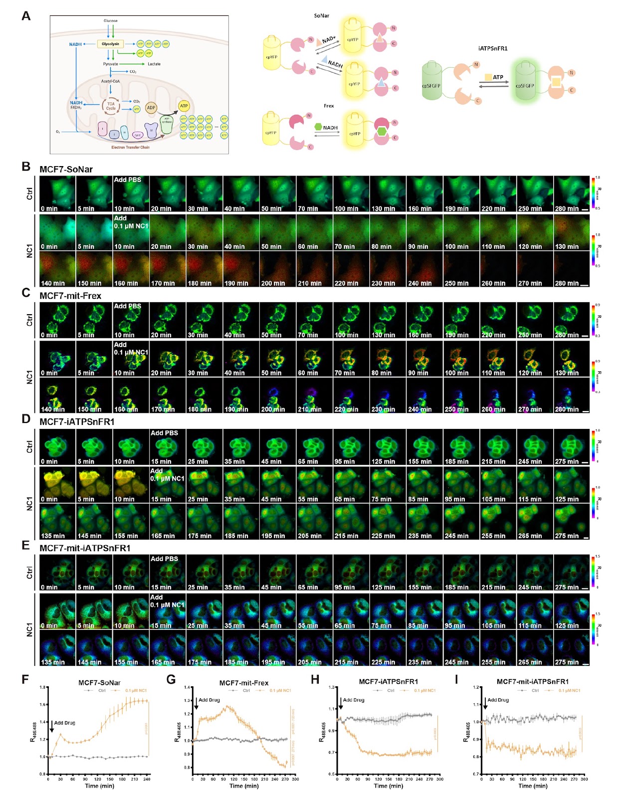 Integrating genetically encoded fluorescent sensors to elucidate the spatiotemporal choreography of necrosis by sodium overload
