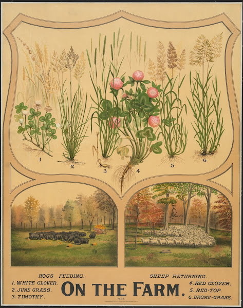 On the farm 1904