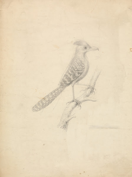 Antshrike