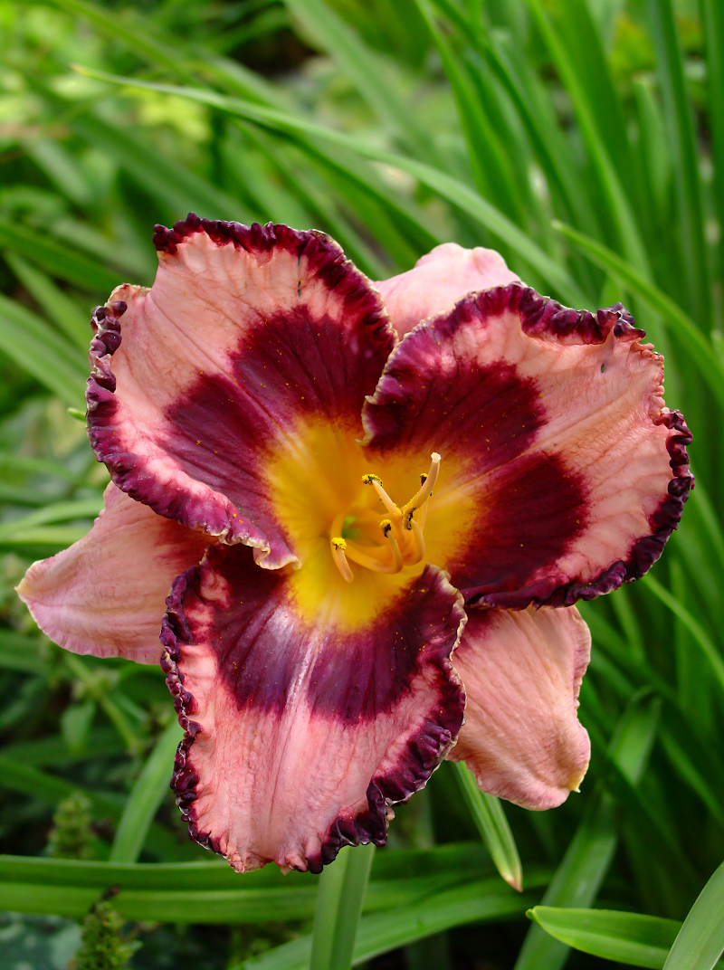 Hemerocallis Edge Of Darkness in piena fioritura con petali scuri e bordo chiaro nel giardino