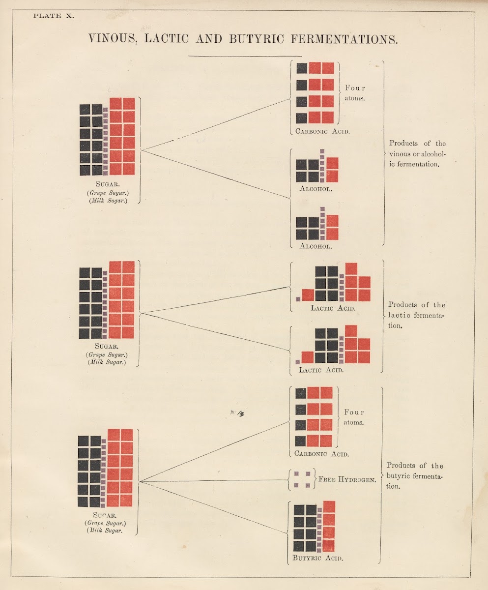 Plate X Vinous Lactic and Butyric Fermentations 1856