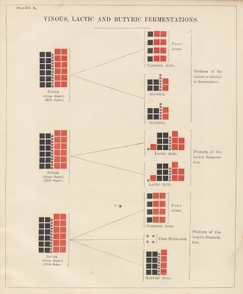 Plate X Vinous Lactic and Butyric Fermentations 1856