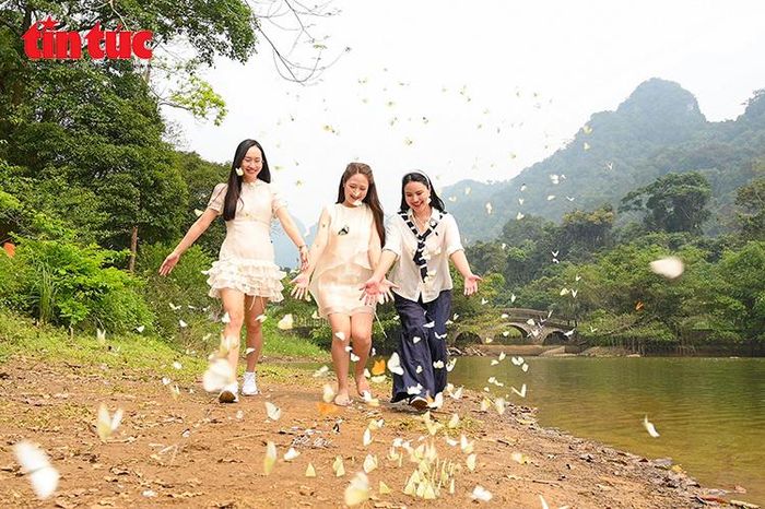 Mùa bướm rực rỡ ở Cúc Phương hút khách trải nghiệm thiên nhiên nguyên sơ - Báo Tin Tức TTXVN