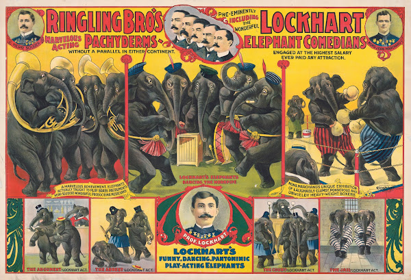Ringling Bros marvelous acting Pachyderms  Lockhart elephant comedians  1899