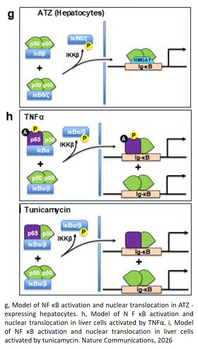 The polymerized protein response (PPR) is activated by genetic variants that polymerize in the ER and is mediated by NFκBp50