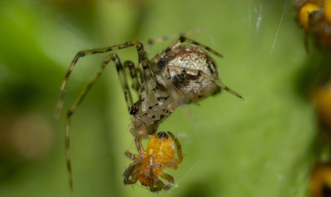 Araneus diadematus