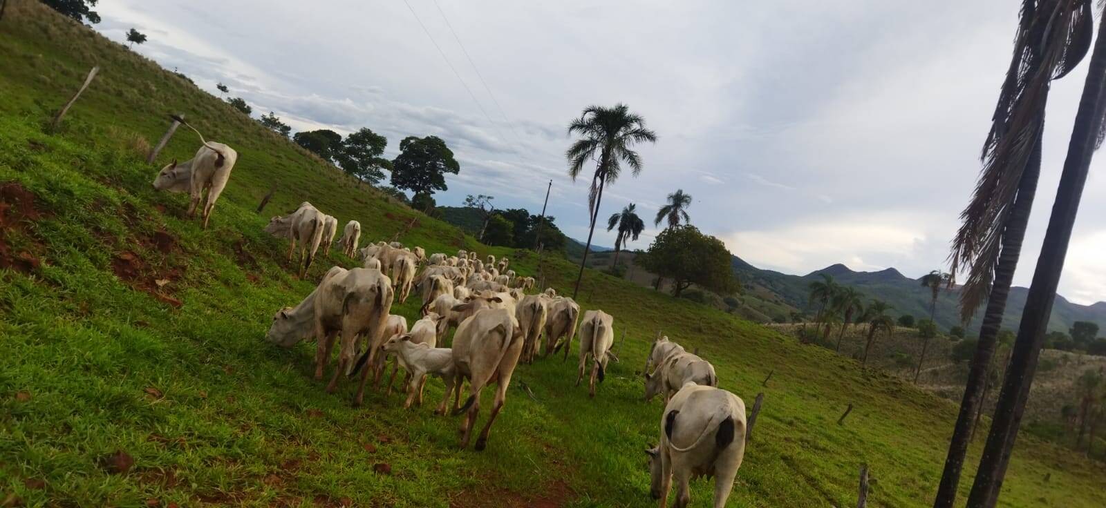 Fazenda no Município de Niquelândia - GO 10