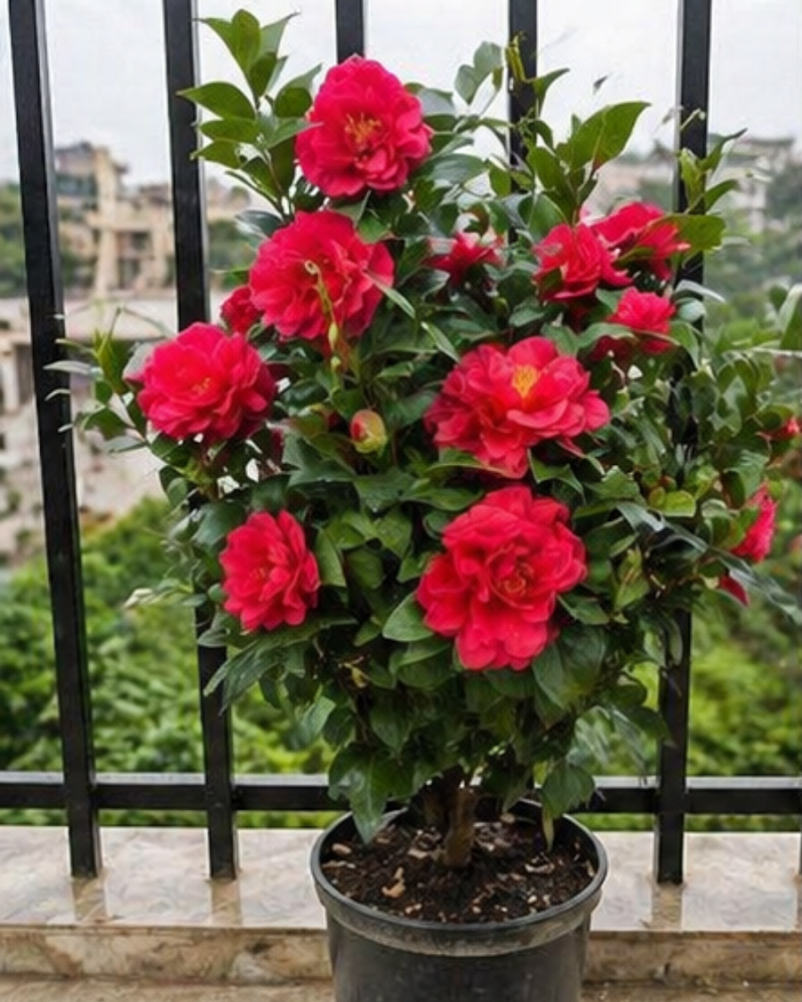 Camellia Plant — view 3