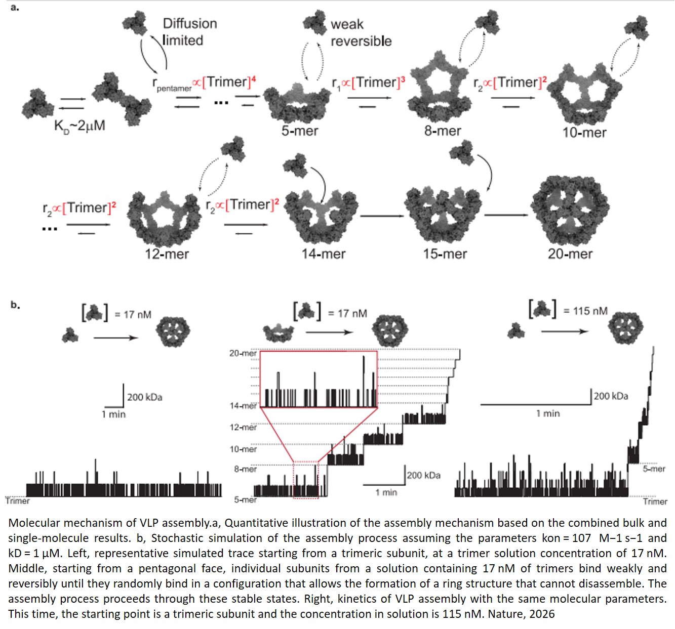 Self-assembly of a virus-like particle