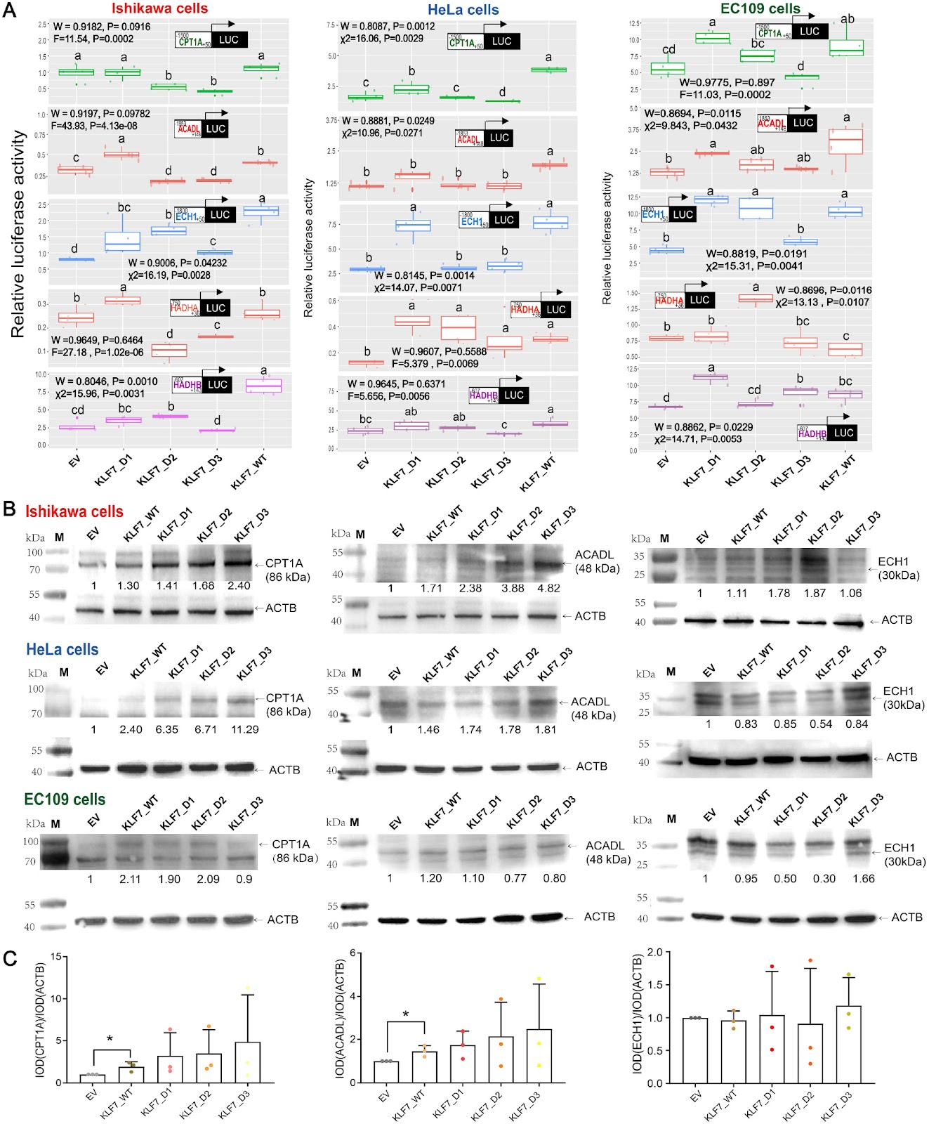 Zinc Fingers Are Responsible for the Efficient Control of KLF7 on the Transcription of Genes in the NF-κB Signaling Pathway and Fatty Acid β-Oxidation