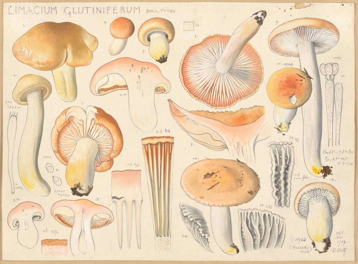 Limacium glutiniferum Bull Fries 1915 1945